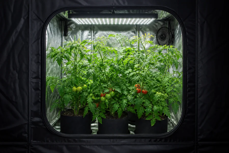 Healthy plant canopy inside a Zazzy 3x3 grow tent