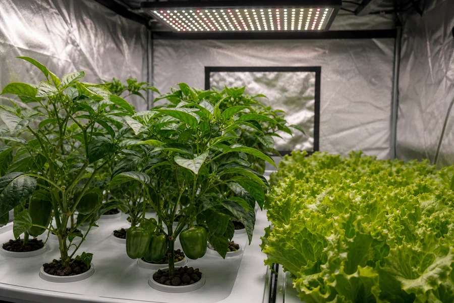 Observation window view into Zazzy Grow Tent interior