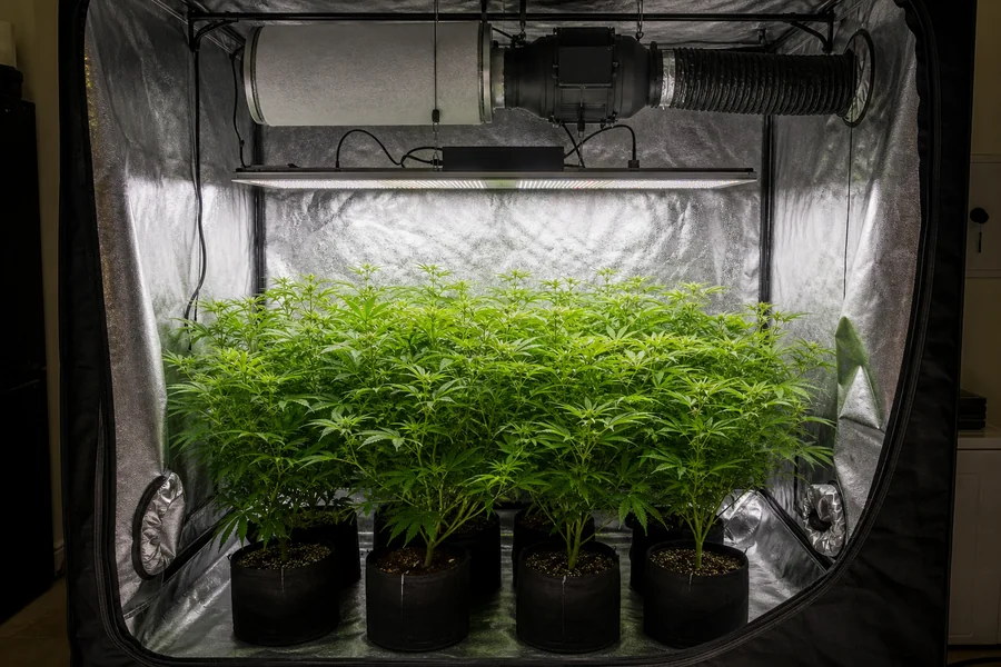 Full Zazzy 4x8 grow room with multiple lights and fans